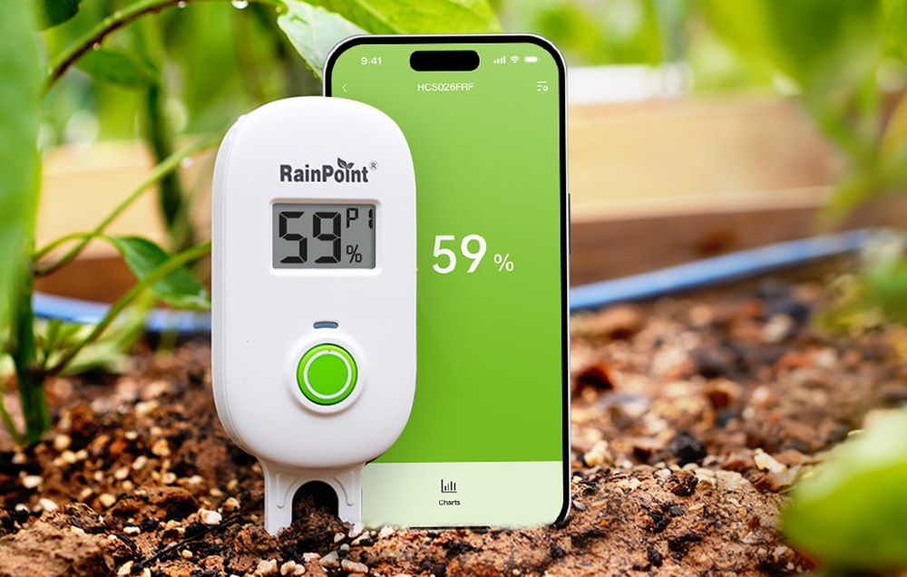 Un capteur RainPoint dans le sol à côté d'un smartphone affichant les niveaux d'humidité du sol sur un écran.