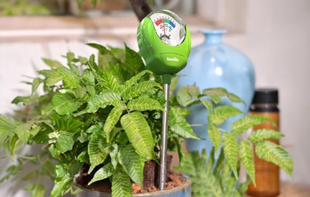 Testeur d'humidité RainPoint enfoncé dans un pot de fougères à l'intérieur