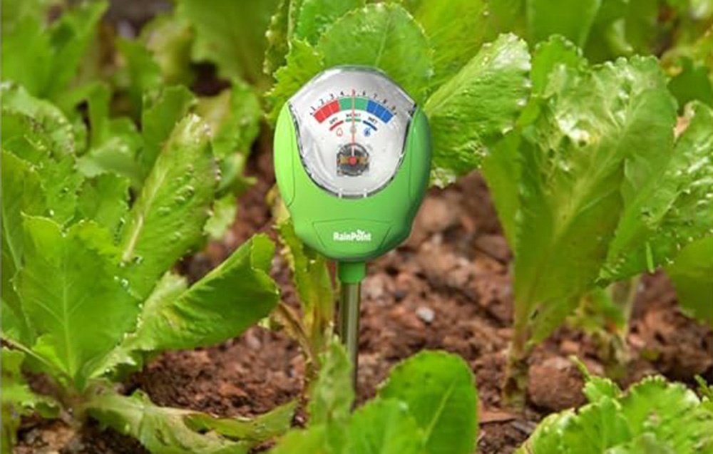 Testeur d'humidité RainPoint enfoncé dans le sol parmi des feuilles de laitue dans un jardin potager